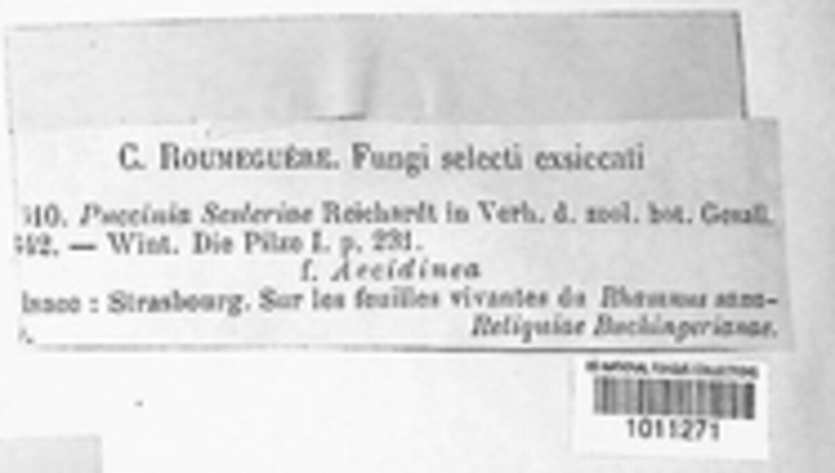 Puccinia sesleriae image